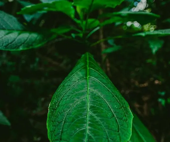 Rupa Rupa High Jungle Eco 3*
